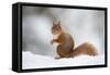 Red Squirrel (Sciurus Vulgaris) Adult in Snow, Cairngorms National Park, Scotland, February-Mark Hamblin-Framed Stretched Canvas