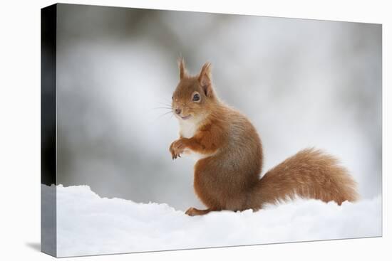 Red Squirrel (Sciurus Vulgaris) Adult in Snow, Cairngorms National Park, Scotland, February-Mark Hamblin-Stretched Canvas