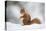 Red Squirrel (Sciurus Vulgaris) Adult in Snow, Cairngorms National Park, Scotland, February-Mark Hamblin-Stretched Canvas