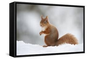 Red Squirrel (Sciurus Vulgaris) Adult in Snow, Cairngorms National Park, Scotland, February-Mark Hamblin-Framed Stretched Canvas