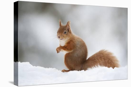 Red Squirrel (Sciurus Vulgaris) Adult in Snow, Cairngorms National Park, Scotland, February-Mark Hamblin-Stretched Canvas