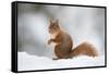 Red Squirrel (Sciurus Vulgaris) Adult in Snow, Cairngorms National Park, Scotland, February-Mark Hamblin-Framed Stretched Canvas