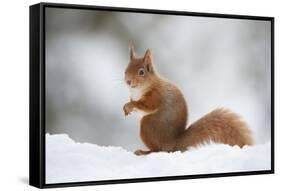 Red Squirrel (Sciurus Vulgaris) Adult in Snow, Cairngorms National Park, Scotland, February-Mark Hamblin-Framed Stretched Canvas