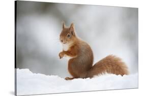 Red Squirrel (Sciurus Vulgaris) Adult in Snow, Cairngorms National Park, Scotland, February-Mark Hamblin-Stretched Canvas