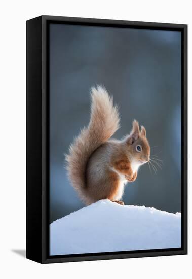 Red Squirrel (Sciurus Vulgaris) Adult in Snow, Cairngorms National Park, Scotland, February-Mark Hamblin-Framed Stretched Canvas