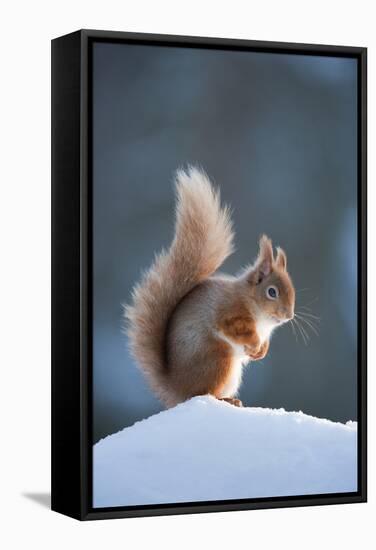 Red Squirrel (Sciurus Vulgaris) Adult in Snow, Cairngorms National Park, Scotland, February-Mark Hamblin-Framed Stretched Canvas