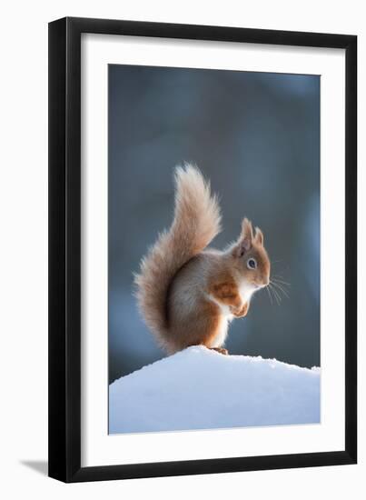 Red Squirrel (Sciurus Vulgaris) Adult in Snow, Cairngorms National Park, Scotland, February-Mark Hamblin-Framed Premium Photographic Print