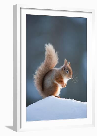 Red Squirrel (Sciurus Vulgaris) Adult in Snow, Cairngorms National Park, Scotland, February-Mark Hamblin-Framed Premium Photographic Print