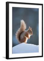 Red Squirrel (Sciurus Vulgaris) Adult in Snow, Cairngorms National Park, Scotland, February-Mark Hamblin-Framed Premium Photographic Print