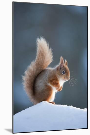 Red Squirrel (Sciurus Vulgaris) Adult in Snow, Cairngorms National Park, Scotland, February-Mark Hamblin-Mounted Premium Photographic Print