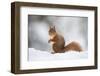 Red Squirrel (Sciurus Vulgaris) Adult in Snow, Cairngorms National Park, Scotland, February-Mark Hamblin-Framed Premium Photographic Print