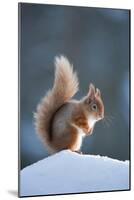 Red Squirrel (Sciurus Vulgaris) Adult in Snow, Cairngorms National Park, Scotland, February-Mark Hamblin-Mounted Photographic Print