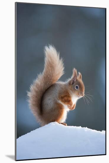 Red Squirrel (Sciurus Vulgaris) Adult in Snow, Cairngorms National Park, Scotland, February-Mark Hamblin-Mounted Photographic Print