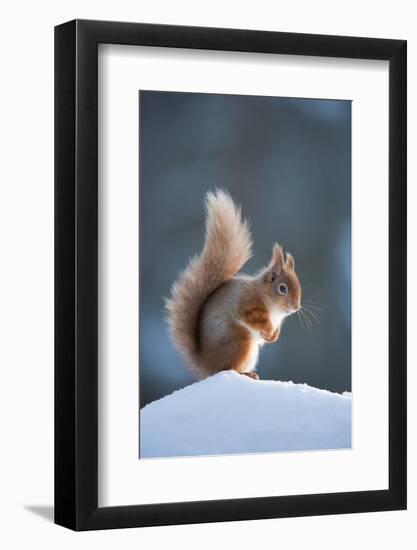 Red Squirrel (Sciurus Vulgaris) Adult in Snow, Cairngorms National Park, Scotland, February-Mark Hamblin-Framed Photographic Print