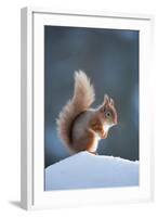 Red Squirrel (Sciurus Vulgaris) Adult in Snow, Cairngorms National Park, Scotland, February-Mark Hamblin-Framed Photographic Print