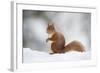 Red Squirrel (Sciurus Vulgaris) Adult in Snow, Cairngorms National Park, Scotland, February-Mark Hamblin-Framed Photographic Print