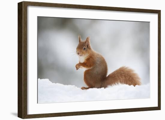 Red Squirrel (Sciurus Vulgaris) Adult in Snow, Cairngorms National Park, Scotland, February-Mark Hamblin-Framed Photographic Print