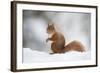 Red Squirrel (Sciurus Vulgaris) Adult in Snow, Cairngorms National Park, Scotland, February-Mark Hamblin-Framed Photographic Print