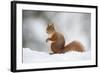 Red Squirrel (Sciurus Vulgaris) Adult in Snow, Cairngorms National Park, Scotland, February-Mark Hamblin-Framed Photographic Print