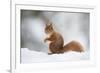 Red Squirrel (Sciurus Vulgaris) Adult in Snow, Cairngorms National Park, Scotland, February-Mark Hamblin-Framed Photographic Print