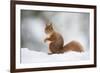 Red Squirrel (Sciurus Vulgaris) Adult in Snow, Cairngorms National Park, Scotland, February-Mark Hamblin-Framed Photographic Print