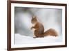 Red Squirrel (Sciurus Vulgaris) Adult in Snow, Cairngorms National Park, Scotland, February-Mark Hamblin-Framed Photographic Print