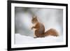 Red Squirrel (Sciurus Vulgaris) Adult in Snow, Cairngorms National Park, Scotland, February-Mark Hamblin-Framed Photographic Print