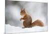 Red Squirrel (Sciurus Vulgaris) Adult in Snow, Cairngorms National Park, Scotland, February-Mark Hamblin-Mounted Photographic Print