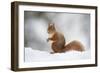 Red Squirrel (Sciurus Vulgaris) Adult in Snow, Cairngorms National Park, Scotland, February-Mark Hamblin-Framed Photographic Print