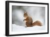 Red Squirrel (Sciurus Vulgaris) Adult in Snow, Cairngorms National Park, Scotland, February-Mark Hamblin-Framed Photographic Print