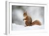 Red Squirrel (Sciurus Vulgaris) Adult in Snow, Cairngorms National Park, Scotland, February-Mark Hamblin-Framed Photographic Print