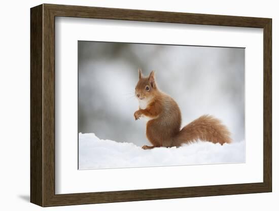 Red Squirrel (Sciurus Vulgaris) Adult in Snow, Cairngorms National Park, Scotland, February-Mark Hamblin-Framed Photographic Print