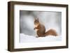 Red Squirrel (Sciurus Vulgaris) Adult in Snow, Cairngorms National Park, Scotland, February-Mark Hamblin-Framed Photographic Print