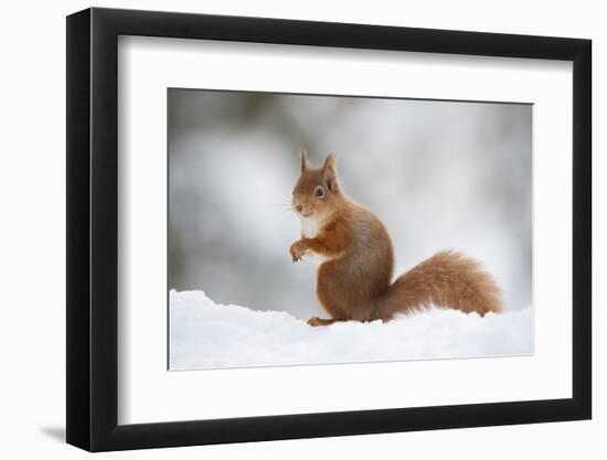 Red Squirrel (Sciurus Vulgaris) Adult in Snow, Cairngorms National Park, Scotland, February-Mark Hamblin-Framed Photographic Print