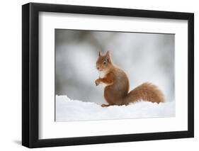 Red Squirrel (Sciurus Vulgaris) Adult in Snow, Cairngorms National Park, Scotland, February-Mark Hamblin-Framed Photographic Print