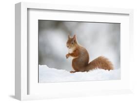 Red Squirrel (Sciurus Vulgaris) Adult in Snow, Cairngorms National Park, Scotland, February-Mark Hamblin-Framed Photographic Print