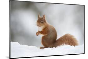 Red Squirrel (Sciurus Vulgaris) Adult in Snow, Cairngorms National Park, Scotland, February-Mark Hamblin-Mounted Photographic Print