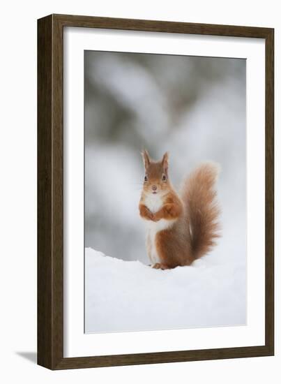 Red Squirrel (Sciurus Vulgaris) Adult in Snow, Cairngorms National Park, Scotland, February-Mark Hamblin-Framed Photographic Print