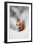 Red Squirrel (Sciurus Vulgaris) Adult in Snow, Cairngorms National Park, Scotland, February-Mark Hamblin-Framed Photographic Print