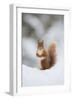 Red Squirrel (Sciurus Vulgaris) Adult in Snow, Cairngorms National Park, Scotland, February-Mark Hamblin-Framed Photographic Print