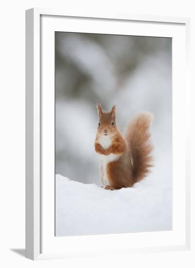 Red Squirrel (Sciurus Vulgaris) Adult in Snow, Cairngorms National Park, Scotland, February-Mark Hamblin-Framed Photographic Print