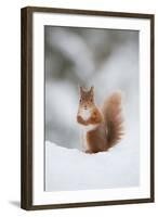 Red Squirrel (Sciurus Vulgaris) Adult in Snow, Cairngorms National Park, Scotland, February-Mark Hamblin-Framed Photographic Print