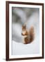 Red Squirrel (Sciurus Vulgaris) Adult in Snow, Cairngorms National Park, Scotland, February-Mark Hamblin-Framed Photographic Print