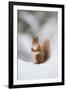 Red Squirrel (Sciurus Vulgaris) Adult in Snow, Cairngorms National Park, Scotland, February-Mark Hamblin-Framed Photographic Print