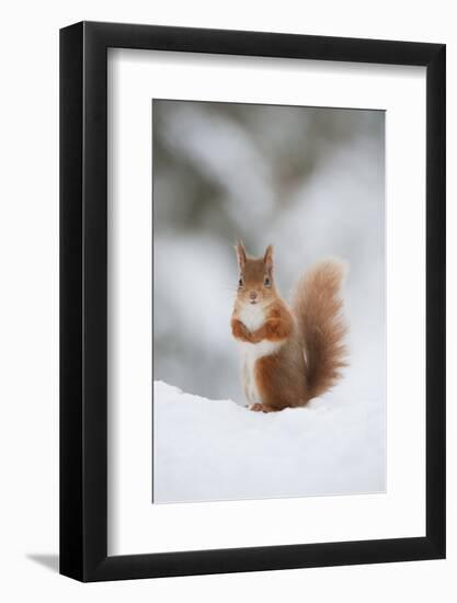 Red Squirrel (Sciurus Vulgaris) Adult in Snow, Cairngorms National Park, Scotland, February-Mark Hamblin-Framed Photographic Print