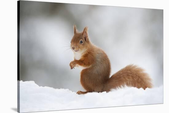 Red Squirrel (Sciurus Vulgaris) Adult in Snow, Cairngorms National Park, Scotland, February-Mark Hamblin-Stretched Canvas