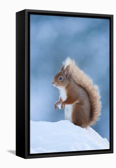 Red Squirrel (Sciurus Vulgaris) Adult in Snow, Cairngorms National Park, Scotland, UK, February-Mark Hamblin-Framed Stretched Canvas