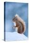 Red Squirrel (Sciurus Vulgaris) Adult in Snow, Cairngorms National Park, Scotland, UK, February-Mark Hamblin-Stretched Canvas