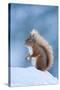 Red Squirrel (Sciurus Vulgaris) Adult in Snow, Cairngorms National Park, Scotland, UK, February-Mark Hamblin-Stretched Canvas