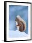 Red Squirrel (Sciurus Vulgaris) Adult in Snow, Cairngorms National Park, Scotland, UK, February-Mark Hamblin-Framed Photographic Print